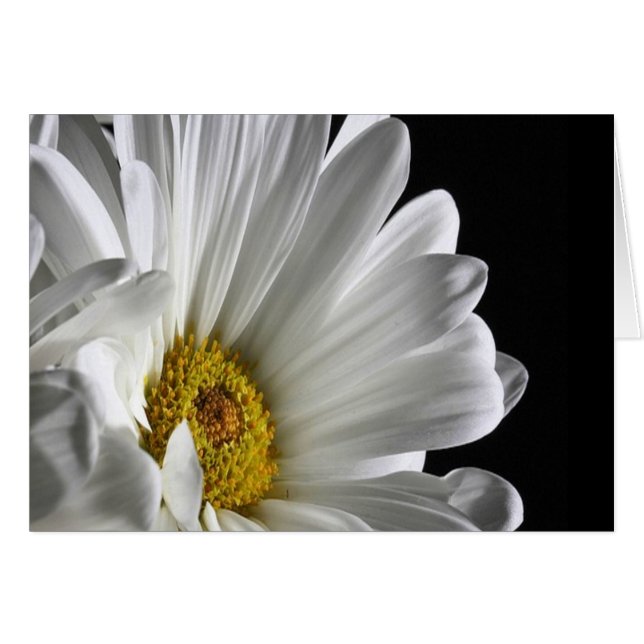 Cartão Daisy em preto (Frente Horizontal)