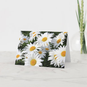 Cartão Daisy Flowers Growing White