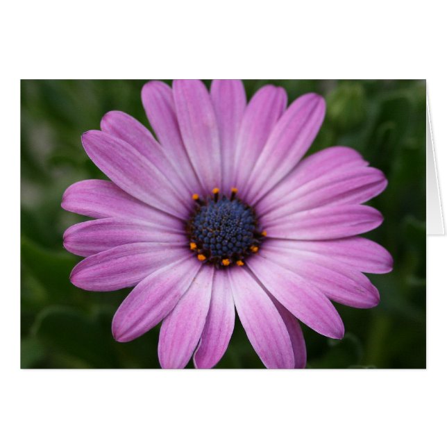 Cartão Daisy Roxo (Frente Horizontal)