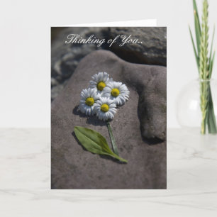 Cartão 'Daisy' Thinking of You.. Card