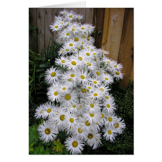 Cartão Daisy Waterfall (Frente)