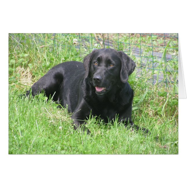 Cartão Dakota no Sun (Frente horizontal)