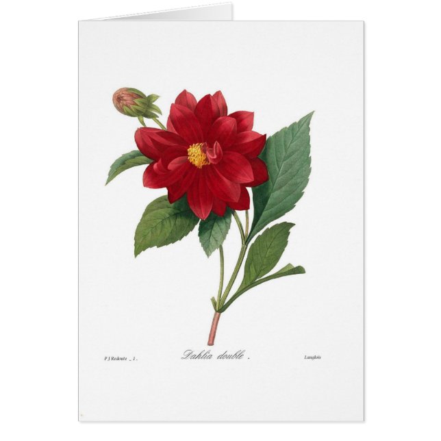 Cartão Dália (Frente)