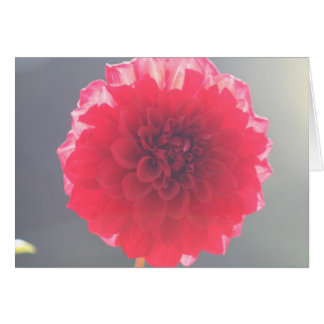 Cartão Dália 2