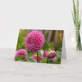 Cartão Dália cor-de-rosa