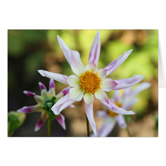 Cartão Dália, Willie Willie (Frente horizontal)