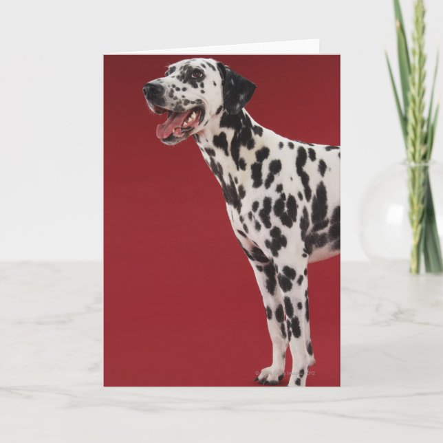 Cartão Dalmatian (Frente)