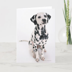 Cartão Dalmatian