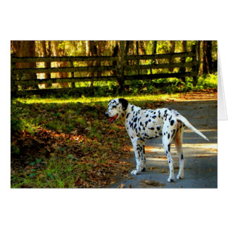 CARTÃO DALMATIAN