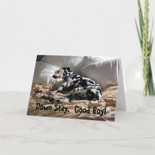 Cartão Dalmatian Down Stay