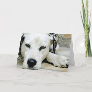 Cartão Dalmatian Resting Greeting Card