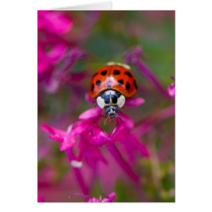 Cartão Damasco Negro Vermelho Ladybird em Flores Rosa