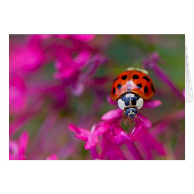 Cartão Damasco Negro Vermelho Ladybird em Flores Rosa (Frente horizontal)