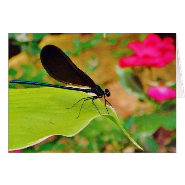 Cartão Damselfly e Rosa (Frente Horizontal)