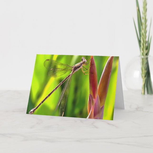 Cartão Damselfly Equilibrada Na Cabeça Da Flor (Frente)