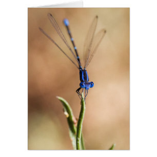 Cartão Dança do Damselfly