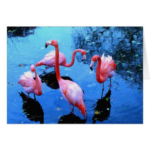 Cartão Dança dos flamingos