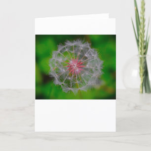 Cartão Dandelion