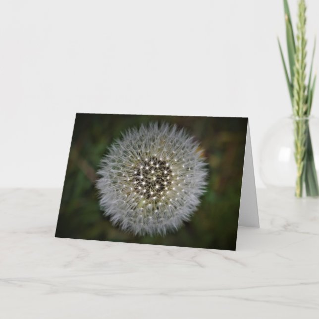 Cartão Dandelion (Frente)