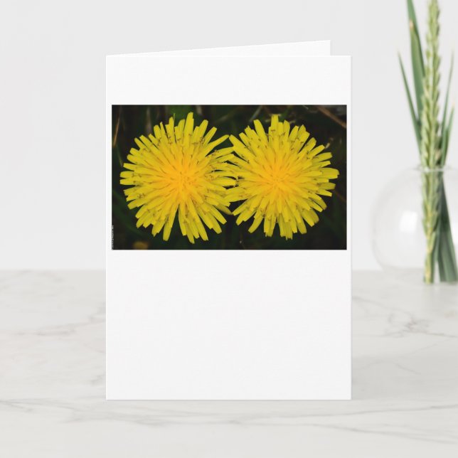 Cartão Dandelion (Frente)