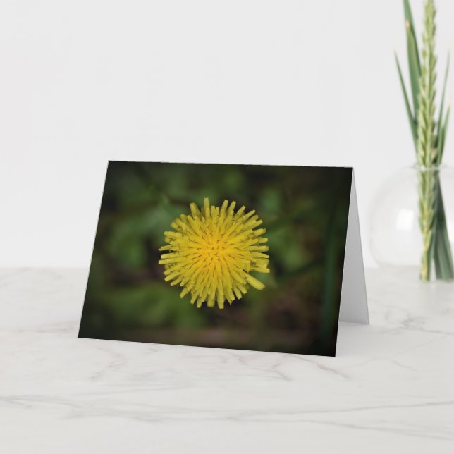 Cartão Dandelion (Frente)