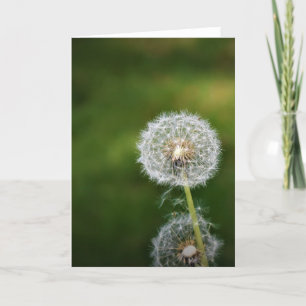 Cartão Dandelion