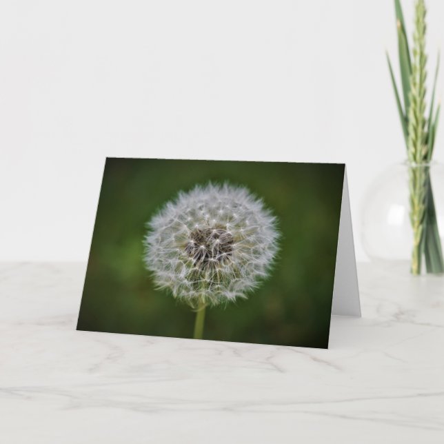 Cartão Dandelion (Frente)