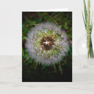 Cartão Dandelion
