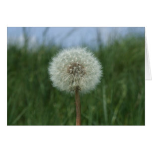 Cartão Dandelion
