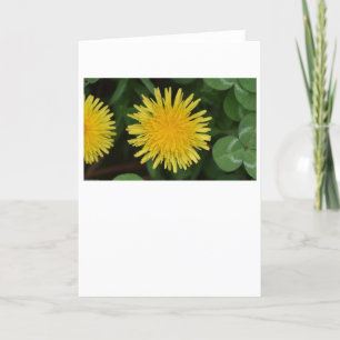 Cartão Dandelion