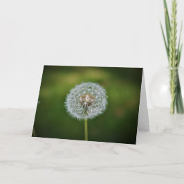 Cartão Dandelion