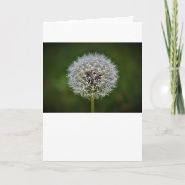 Cartão Dandelion (Frente)