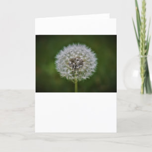Cartão Dandelion