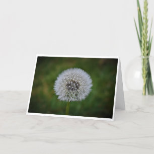 Cartão Dandelion