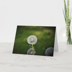 Cartão Dandelion