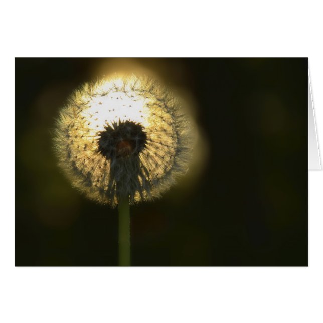 Cartão Dandelion Bulb (Frente Horizontal)