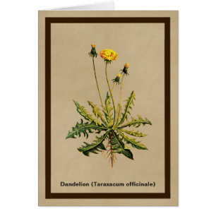 Cartão Dandelion Em Papel Antigo