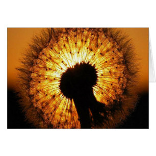 Cartão Dandelion no Sunset
