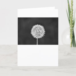 Cartão Dandelion - Noir, placa