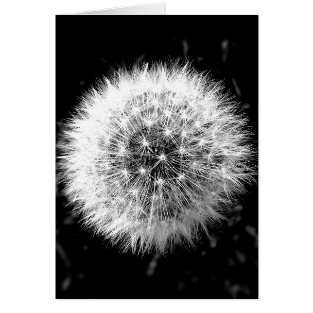 Cartão Dandelion preto e branco (Frente)