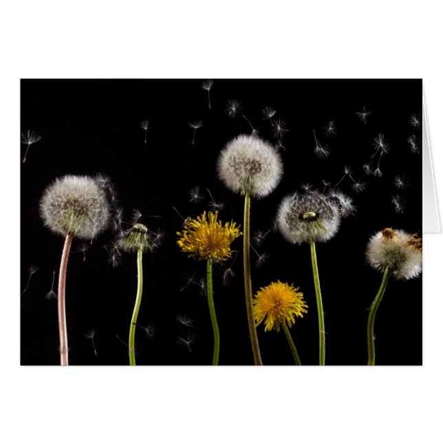 Cartão Dandelion preto moderno (Frente Horizontal)
