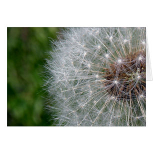 Cartão Dandelion Puff