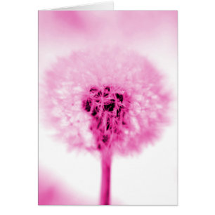 Cartão Dandelion Rosa