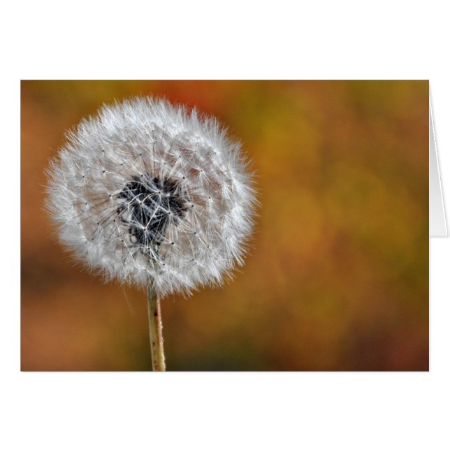 Cartão Dandelion Seed Head (Frente Horizontal)