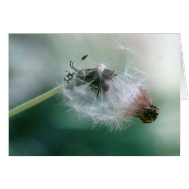 Cartão Dandelions (Frente Horizontal)