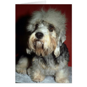 Cartão Dandie Dinmont