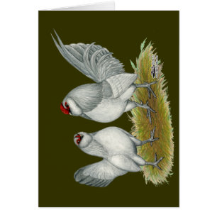 Cartão D'Anvers Self Blue Bantams