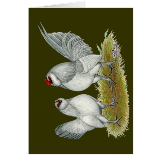 Cartão D'Anvers Self Blue Bantams (Frente)