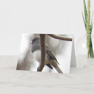 Cartão Dark-eyed Junco Greeting Card
