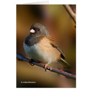 Cartão Dark-Eyed Junco on a Limb